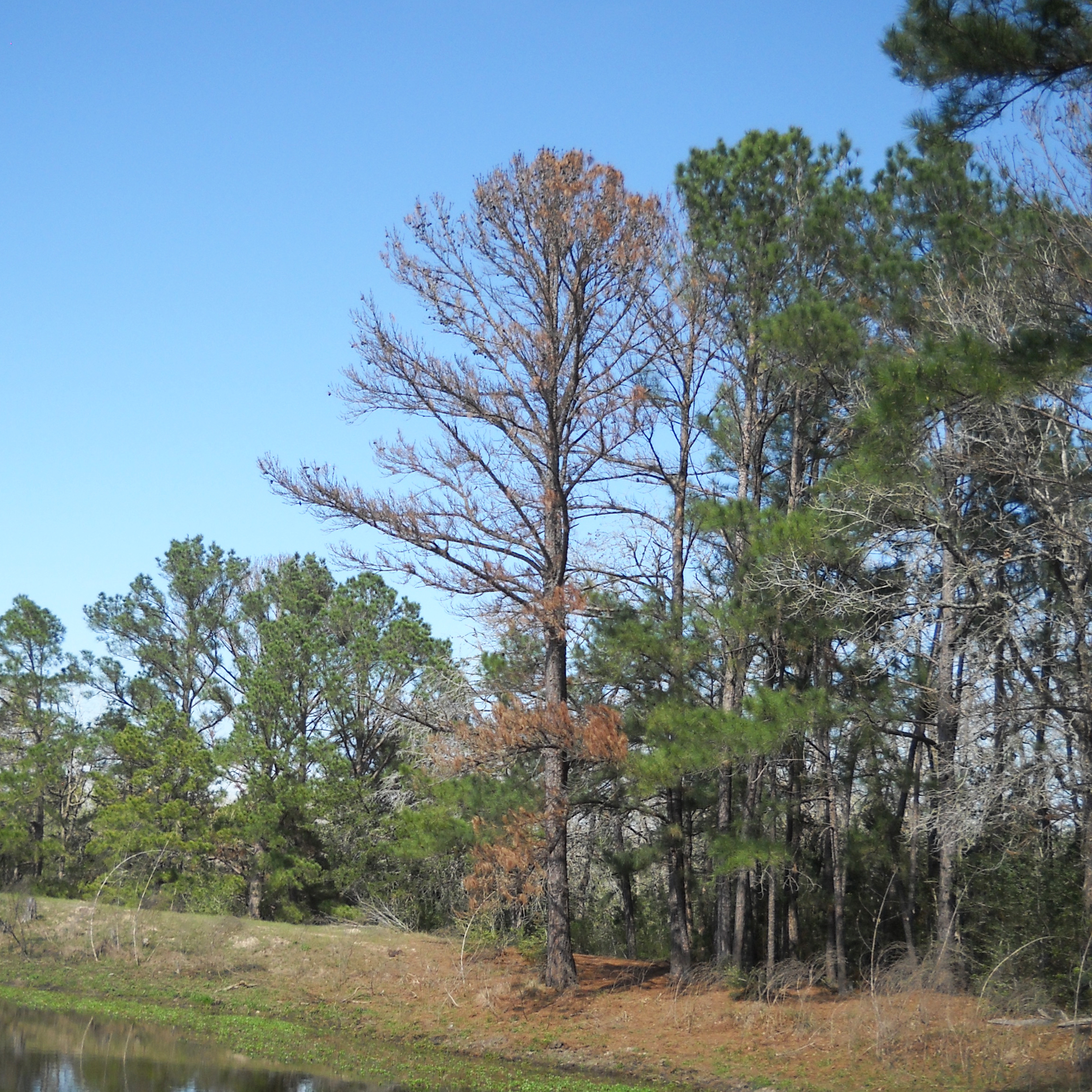 With three consecutive years of severe weather conditions throughout Texas, including extended hard freezes and droughts, East Texas trees have become vulnerable to secondary threats. These threats include cedar bark beetles, Ips engraver beetles, hypoxylon canker and cedar rust fungi.